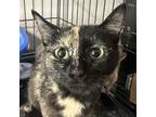 Adopt Spades a Tortoiseshell Domestic Shorthair / Mixed cat in Inwood