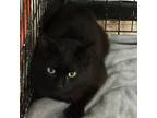 Adopt Black Jack a All Black Domestic Shorthair / Mixed cat in Inwood