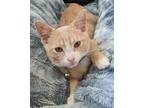 Adopt Oliver Twist a Orange or Red Tabby Domestic Shorthair (short coat) cat in