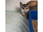 Adopt Sunset a White Domestic Shorthair / Mixed cat in Garden, KS (38690958)