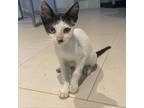 Adopt Salvador Dali a White Domestic Shorthair / Mixed cat in St.