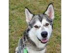 Adopt Jersey Ann a Black Husky / Mixed dog in Mondovi, WI (38690855)