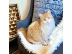 Adopt Tigger a Orange or Red Maine Coon (long coat) cat in Upper Saddle River