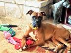 Adopt Ellison a Tan/Yellow/Fawn Boxer / Mixed dog in Austin, TX (38690807)