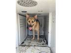 Adopt Cletus a Black German Shepherd Dog / Mixed dog in Selma, CA (38690770)