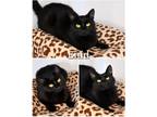 Adopt Enid a All Black Domestic Shorthair (short coat) cat in Saint James