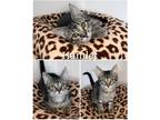 Adopt Hamlet a Gray, Blue or Silver Tabby Domestic Shorthair (short coat) cat in