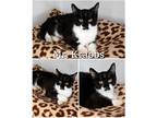 Adopt Mr. Krabbs a Black & White or Tuxedo Domestic Shorthair (short coat) cat