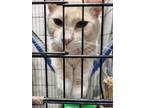 Adopt Garfield a Orange or Red Tabby Domestic Shorthair (short coat) cat in