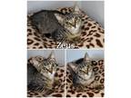 Adopt Zeus a Gray, Blue or Silver Tabby Domestic Shorthair (short coat) cat in