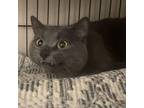 Adopt Toeny a Gray or Blue Domestic Shorthair / Mixed cat in Winchester