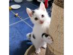 Adopt Ranger a White (Mostly) Domestic Shorthair (short coat) cat in