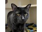 Adopt Lewis a All Black Domestic Shorthair / Mixed cat in Cody, WY (38690304)