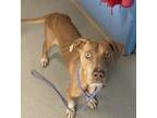 Adopt Dalton a Brown/Chocolate - with Tan Pit Bull Terrier / Mixed dog in