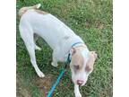 Adopt Stefan 454 a White - with Tan, Yellow or Fawn American Pit Bull Terrier /