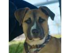 Adopt Darla 376 a Tan/Yellow/Fawn Hound (Unknown Type) / Mixed dog in