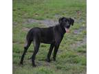 Adopt Julie 365 a Brown/Chocolate Labrador Retriever / Mixed dog in