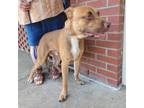 Adopt Marvin a Brown/Chocolate American Pit Bull Terrier / Mixed dog in