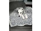 Adopt Domino - deaf a White - with Black Dalmatian / Mixed dog in Southern CA