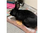 Adopt Edna Scissorhands a Lop-Eared / Mixed rabbit in Concord, NH (38686722)