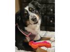 Adopt Callie a Tricolor (Tan/Brown & Black & White) Australian Shepherd / Mixed