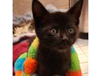 Adopt Noche a All Black Domestic Shorthair / Mixed cat in Wichita, KS (38689731)