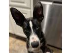 Adopt Gabe a Black - with White Ibizan Hound / Mixed Breed (Large) / Mixed dog