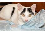Adopt Lucky a Black & White or Tuxedo American Shorthair (short coat) cat in