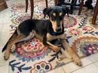 Adopt Frieda a Black - with Tan, Yellow or Fawn Shepherd (Unknown Type) / Mixed