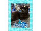 Adopt Theadora a All Black Domestic Shorthair (short coat) cat in Walla Walla