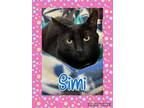 Adopt Simi a All Black Domestic Shorthair (short coat) cat in Walla Walla