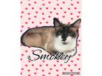 Adopt Smokey a Cream or Ivory (Mostly) Domestic Shorthair (short coat) cat in