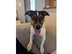 Adopt Jax a White Jack Russell Terrier / Mixed dog in Wichita, KS (38689544)
