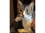 Adopt Dottie a Brown Tabby Domestic Shorthair (short coat) cat in Eureka