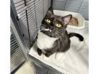 Adopt Moosic 1- Hippo a All Black Domestic Shorthair / Domestic Shorthair /