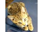 Adopt Tabitha C a Brown or Chocolate Domestic Mediumhair / Mixed cat in