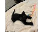 Adopt Lightnin' Hopkins a All Black Domestic Shorthair / Mixed cat in Hanna