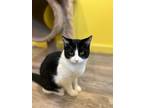 Adopt Lady a Black & White or Tuxedo Domestic Shorthair (short coat) cat in