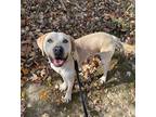 Adopt Ducky a White Pit Bull Terrier / Labrador Retriever dog in Linton