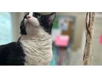 Adopt Chocolate a Black & White or Tuxedo Domestic Shorthair (short coat) cat in