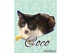 Adopt Coco a Cream or Ivory (Mostly) Domestic Shorthair (short coat) cat in