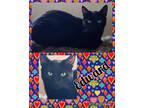 Adopt Edward a All Black Domestic Shorthair (short coat) cat in Walla Walla