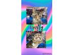 Adopt Firefly a Spotted Tabby/Leopard Spotted Domestic Shorthair (short coat)