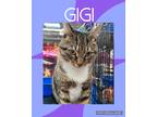 Adopt Gigi a Gray, Blue or Silver Tabby Domestic Shorthair (short coat) cat in