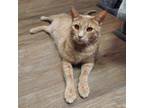 Adopt Cheeto a Orange or Red Domestic Shorthair / Mixed cat in Las Vegas