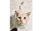 Adopt Azure (FIV+) a Cream or Ivory Domestic Longhair (long coat) cat in Detroit