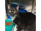Adopt Lupa a All Black Domestic Shorthair / Mixed cat in Concord, NC (38688618)