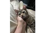 Adopt George Balanchine a Tan or Fawn Tabby Domestic Shorthair (short coat) cat