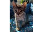 Adopt Duncan a Brown Tabby Domestic Shorthair (short coat) cat in Eureka