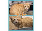 Adopt Necko a Orange or Red Domestic Shorthair (short coat) cat in Walla Walla